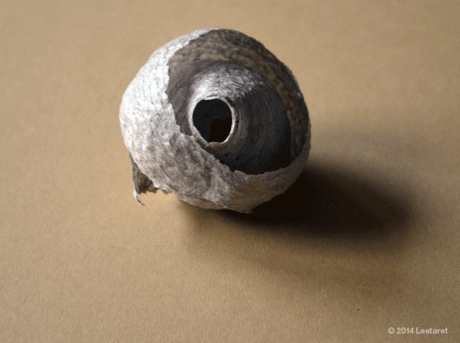 lestaret-wasp-nest-2