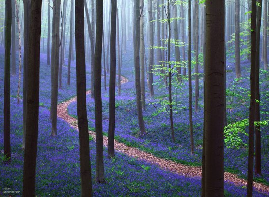 kilian 3bluebells-blooming-hallerbos-forest-belgium-1