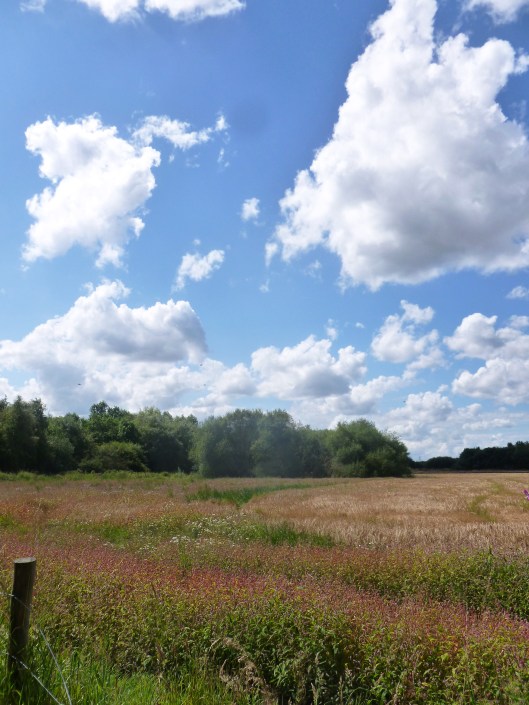 Meadow Cloud