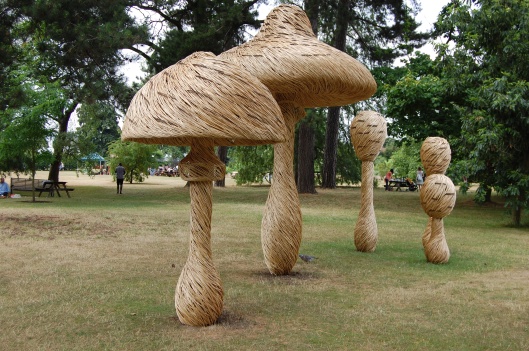 tom-hare-willow-mushrooms-2