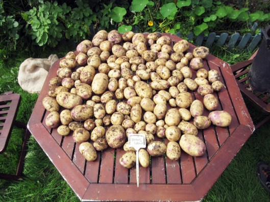 Kestrel Potatoes 
